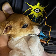 Achilles is registered to the contest to win money with this photo: closeup, cuddling, cute, dog, eye_symbol, fur, graphic_print, human, human_chin, indoor, lap, nose, paws, pet, portrait, puppy, relaxing, t_shirt, whiskers, young_dog