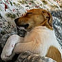 bed, bedding, blanket, brown_fur, closed_eyes, closeup, cozy, dog, floral_pattern, fur, indoor, nose, paw, portrait, puppy, relaxed, sleeping, snout, soft_texture, white_fur