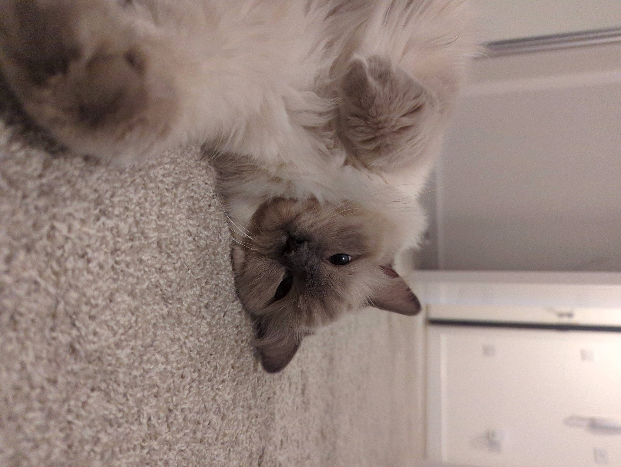 Skye Blue is registered to the contest to win money with this photo: canidae, carnivore, companion_dog, dog, dog_breed, eye, fawn, felidae, grey, monochrome, monochrome_photography, paw, small_to_medium_sized_cats, snout, sporting_group, tail, toy_dog, whiskers, wood, working_animal