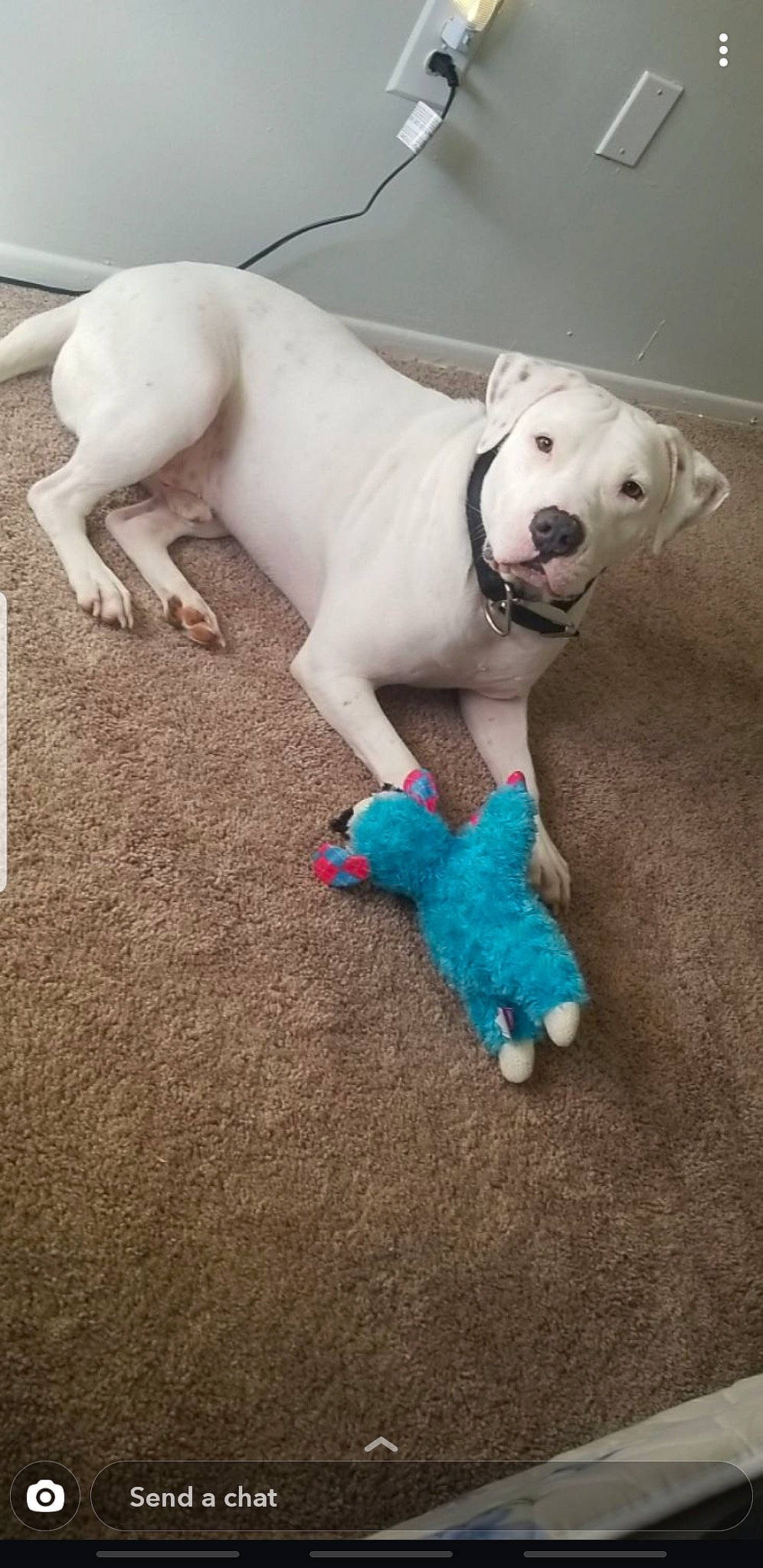 Rebel is registered to the contest to win money with this photo: carnivore, collar, companion_dog, dog, dog_breed, dog_collar, dog_supply, electric_blue, fawn, flooring, mammal, paw, pet_supply, plush, snout, stuffed_toy, tail, terrestrial_animal, toy, working_animal