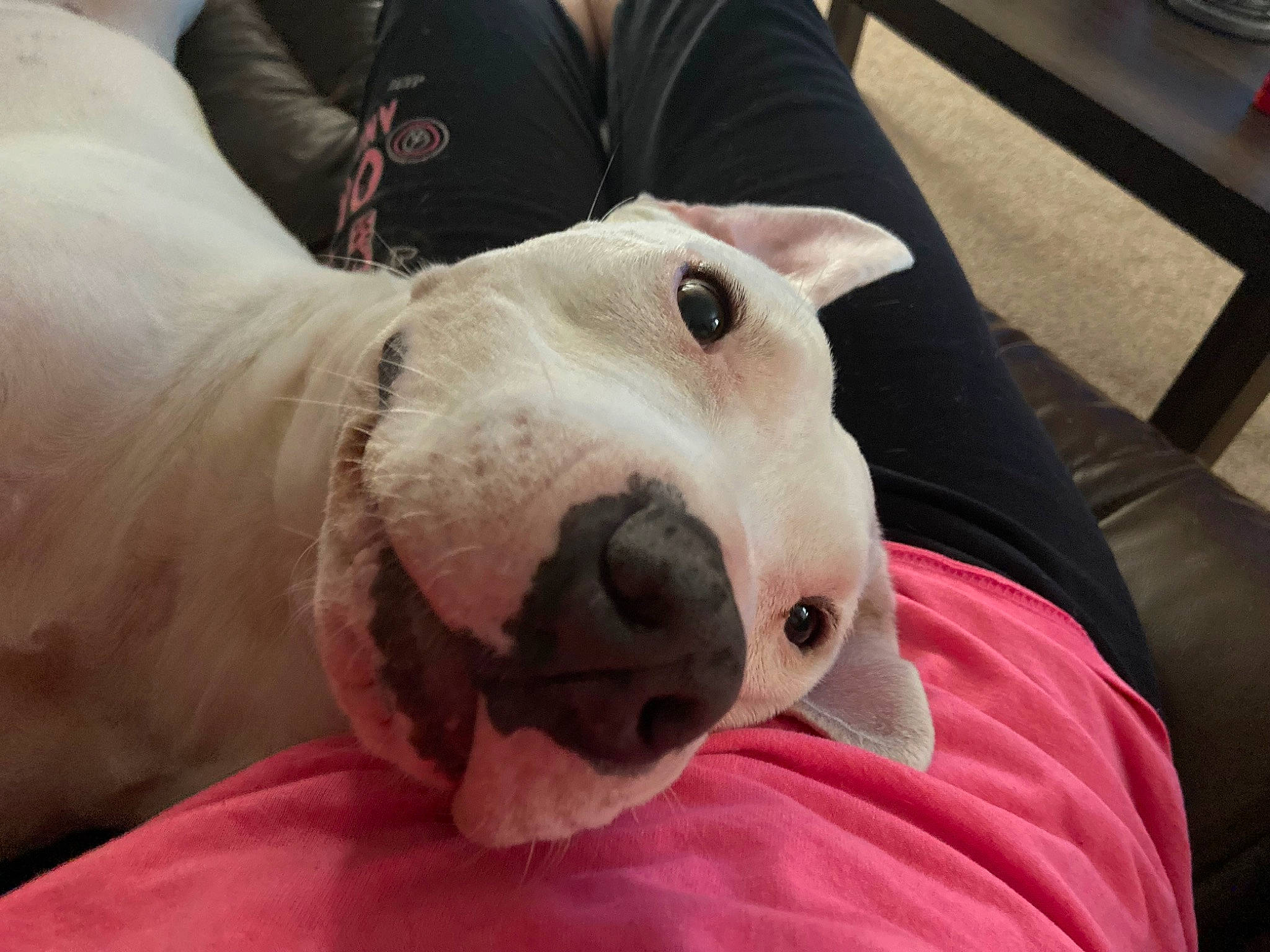 Rebel is registered to the contest to win money with this photo: ball, canidae, carnivore, comfort, companion_dog, couch, dog, dog_breed, dogo_argentino, fur, guard_dog, nap, non_sporting_group, paw, snout, sporting_group, whiskers, working_animal, wrinkle
