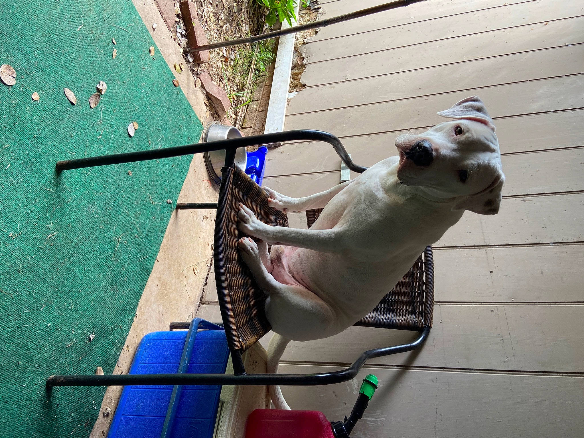 Rebel joined the competition — help win amazing prizes! art, canidae, carmine, collar, companion_dog, dog, dog_breed, leash, leisure, mammal, metal, plant, recreation, sculpture, statue, swimming_pool, tail, vertebrate, water, wire