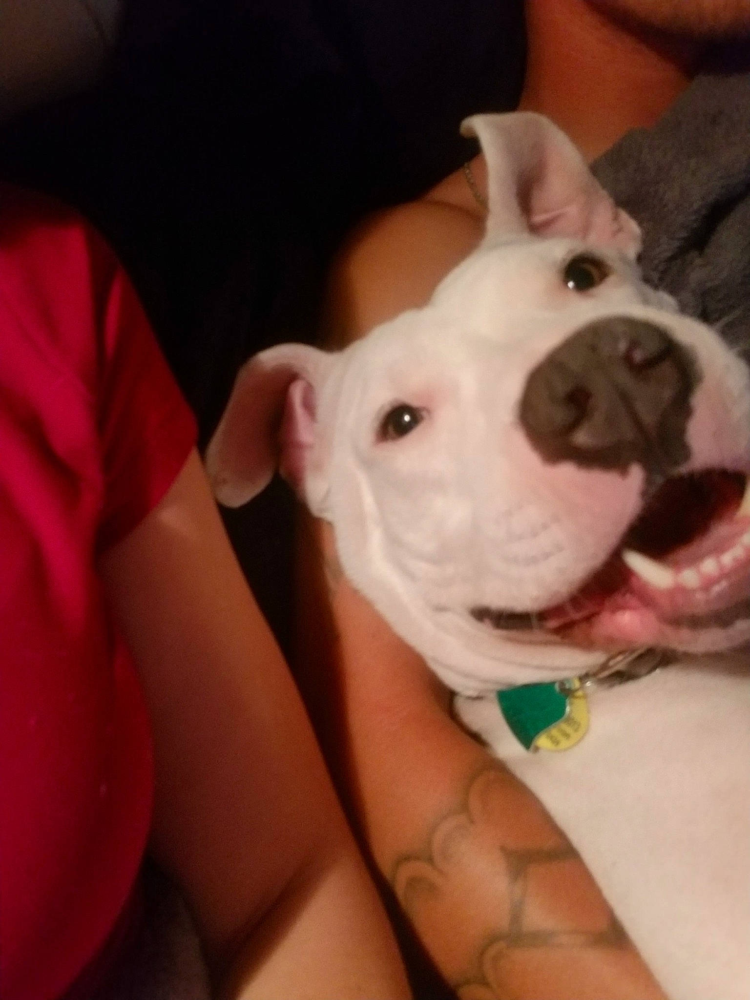 Rebel is registered to the contest to win money with this photo: carnivore, collar, comfort, companion_dog, dog, dog_breed, ear, eye, fawn, fur, jaw, nail, non_sporting_group, old_english_terrier, pink, snout, sporting_group, terrestrial_animal, whiskers, working_animal