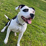 Shiva participe au concours pour gagner de l'argent avec cette photo : dog, animal, pet, black_and_white, sitting, grass, outdoor, happy, tongue_out, collar, ears, playful, muzzle, paw, nature, daylight, canine, friendly, smiling, park