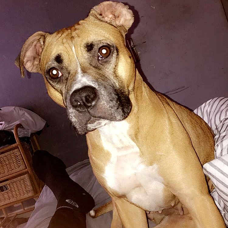 Kaya