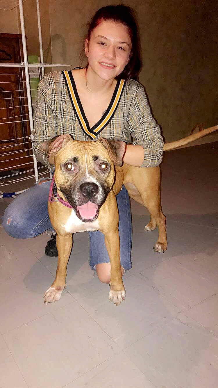 Kaya a rejoint le concours — aidez-le/la à gagner de superbes lots ! american_bulldog, american_pit_bull_terrier, american_staffordshire_terrier, animal_shelter, bull_and_terrier, bulldog, bully_kutta, canidae, carnivore, dog, dog_breed, fawn, mammal, molosser, non_sporting_group, perro_de_presa_canario, pit_bull, rare_breed_dog, snout, staffordshire_bull_terrier