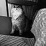 cat, fluffy, black_and_white, indoor, curious, furniture, patterned_rug, texture, pet, animal, wide_eyes, sitting, close_up, home, floor, portrait, domestic_cat, whiskers, fur, cute