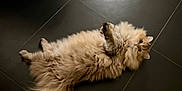 Oracle participe au concours pour gagner de l'argent avec cette photo : cat, fluffy, long_hair, pet, animal, lying_down, floor, tile, indoor, cute, feline, whiskers, tail, relaxed, looking_up, domestic_animal, mammal, adorable, fur, paws