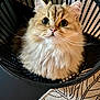 cat, fluffy, basket, wide_eyes, pet, indoor, fur, curious, home, cozy, patterned_rug, black_basket, close_up, whiskers, cute, animal, mammal, domestic_cat, looking_up, floor