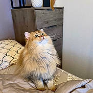 Oracle a rejoint le concours — aidez-le/la à gagner de superbes lots ! cat, fluffy, bed, blanket, furniture, indoor, pet, playful, toy, feather, curious, animal, cozy, domestic, fur, green_eyes, looking_up, room, household, cute