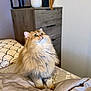 cat, fluffy, bed, blanket, furniture, indoor, pet, playful, toy, feather, curious, animal, cozy, domestic, fur, green_eyes, looking_up, room, household, cute