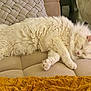 Canaille participe au concours pour gagner de l'argent avec cette photo : cat, white_cat, sleeping, fluffy, indoor, cushion, blanket, cozy, relaxation, pet, feline, soft, fur, resting, comfort, home, closeup, cute, animal, peaceful