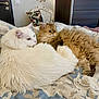 Canaille participe au concours pour gagner de l'argent avec cette photo : cat, cats, fluffy, white_cat, golden_cat, bed, bedspread, floral_pattern, furniture, cozy, indoor, pet, animal, relaxing, cute, domestic, fur, sleeping_area, comfort, resting