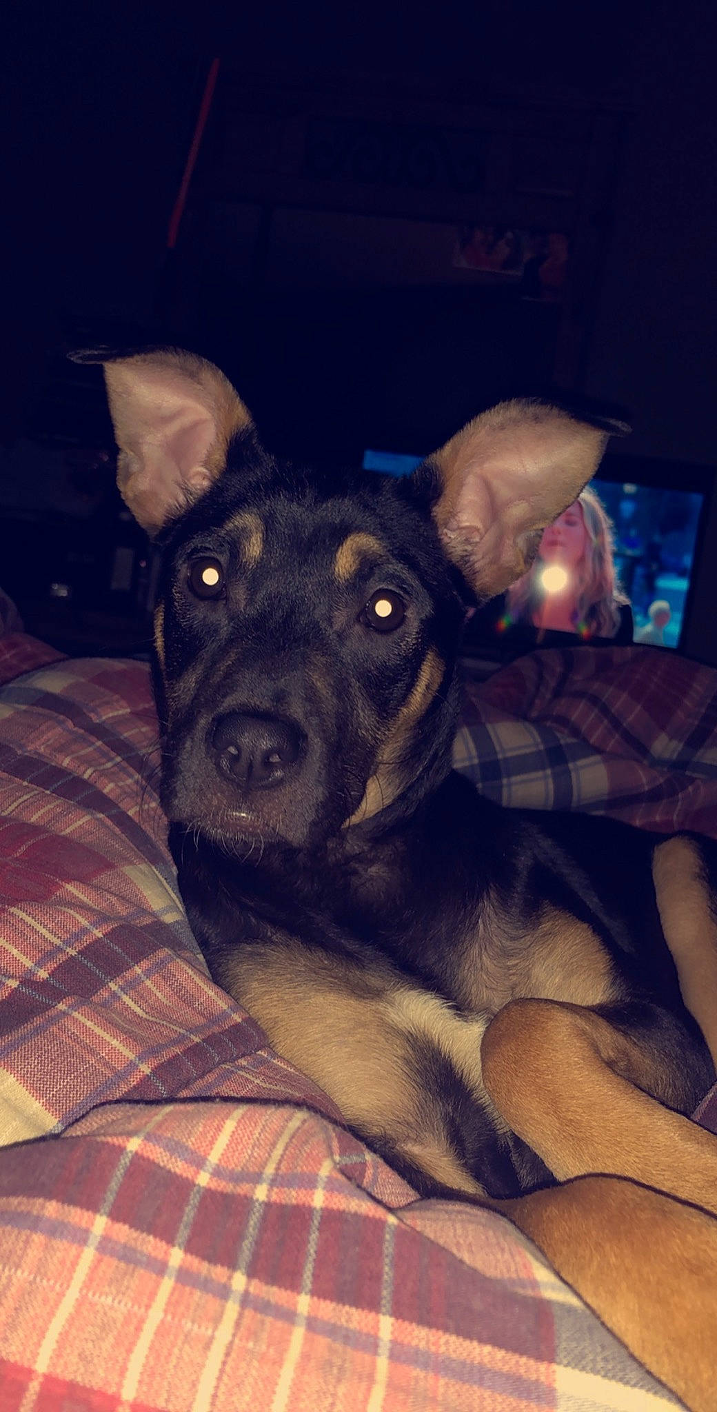 Laila joined the competition — help win amazing prizes! canidae, carnivore, dog, dog_breed, ear, eye, mammal, nose, patterdale_terrier, potcake_dog, puppy, rare_breed_dog, snout, vertebrate