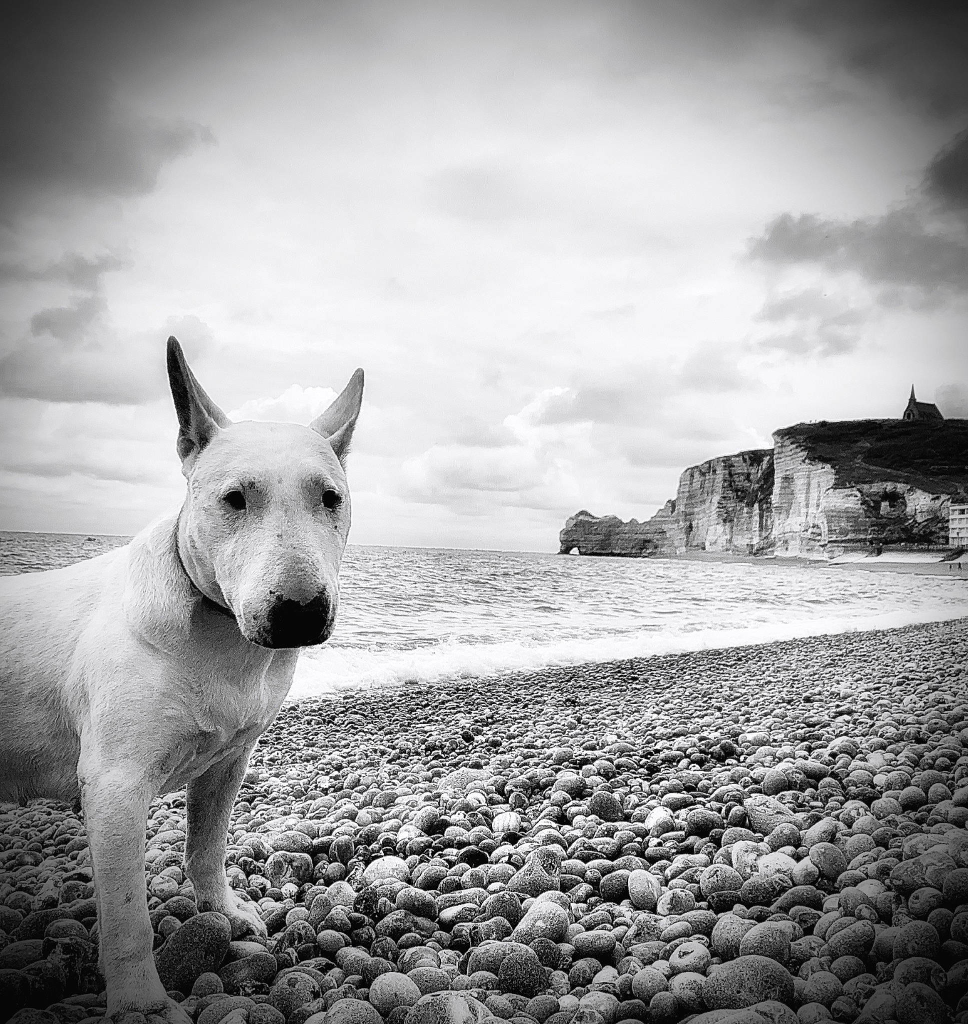Dolly participe au concours pour gagner de l'argent avec cette photo : black, black_and_white, bull_and_terrier, bull_terrier, canidae, carnivore, cloud, dog, dog_breed, mammal, meteorological_phenomenon, monochrome, monochrome_photography, photography, rock, sky, snout, stock_photography, style, white