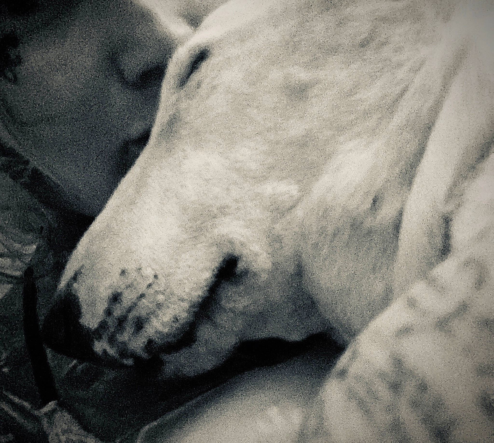 Dolly a rejoint le concours — aidez-le/la à gagner de superbes lots ! black_and_white, canidae, carnivore, dog, dog_breed, ear, head, monochrome, monochrome_photography, non_sporting_group, nose, photography, snout, style