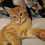 Olivertwist joined the competition — help win amazing prizes! animal, bed, cat, closeup, clothes, cute, domestic_cat, ears, fabric, fur, indoor, mammal, orange_tabby, paw, pet, pink_nose, relaxed, sleepy, stretching, whiskers