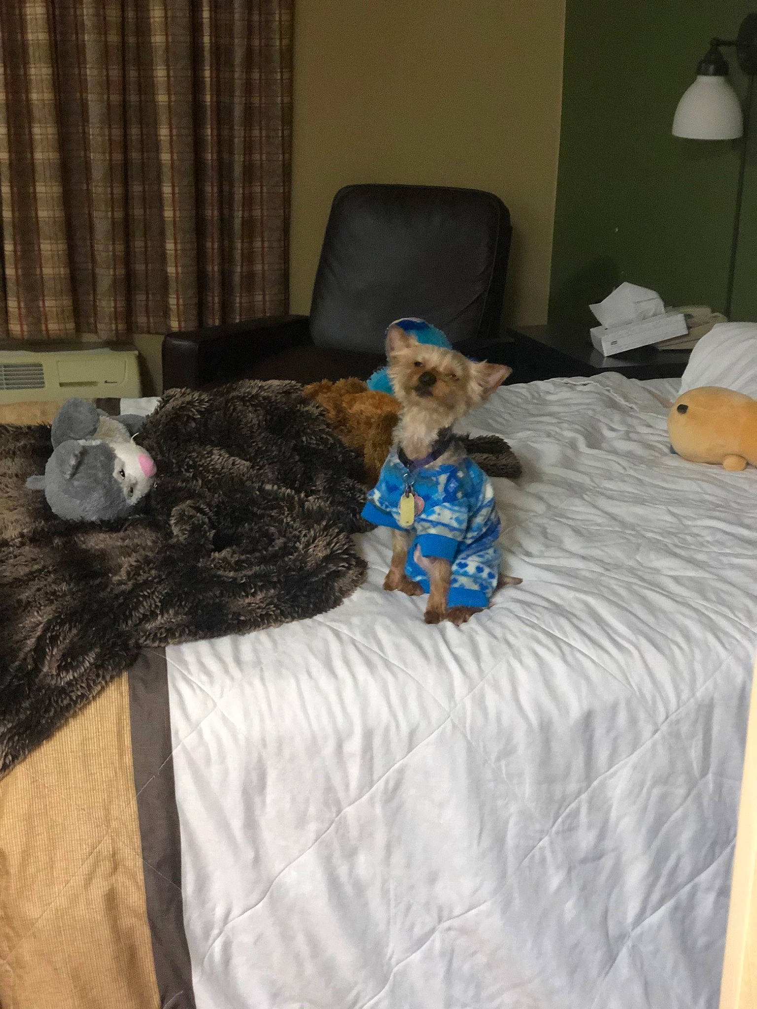 Elvis Presley Harding joined the competition — help win amazing prizes! bed, bed_sheet, bedding, bedroom, canidae, furniture, home, house, interior_design, linens, mattress, room, textile