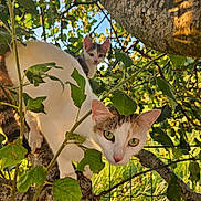 Mia a rejoint le concours — aidez-le/la à gagner de superbes lots ! cat, kitten, tree, branch, leaves, outdoor, nature, sunlight, greenery, animal, pet, curious, feline, closeup, wildlife, daylight, eyes, whiskers, fur, playful