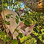 cat, kitten, tree, branch, leaves, outdoor, nature, sunlight, greenery, animal, pet, curious, feline, closeup, wildlife, daylight, eyes, whiskers, fur, playful