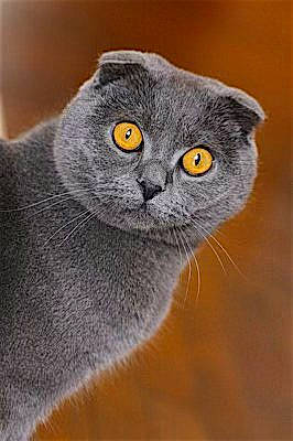 Sonya joined the competition — help win amazing prizes! carnivore, cat, claw, close_up, domestic_short_haired_cat, felidae, fur, grey, russian_blue, scottish_fold, small_to_medium_sized_cats, snout, tail, terrestrial_animal, whiskers, wildlife