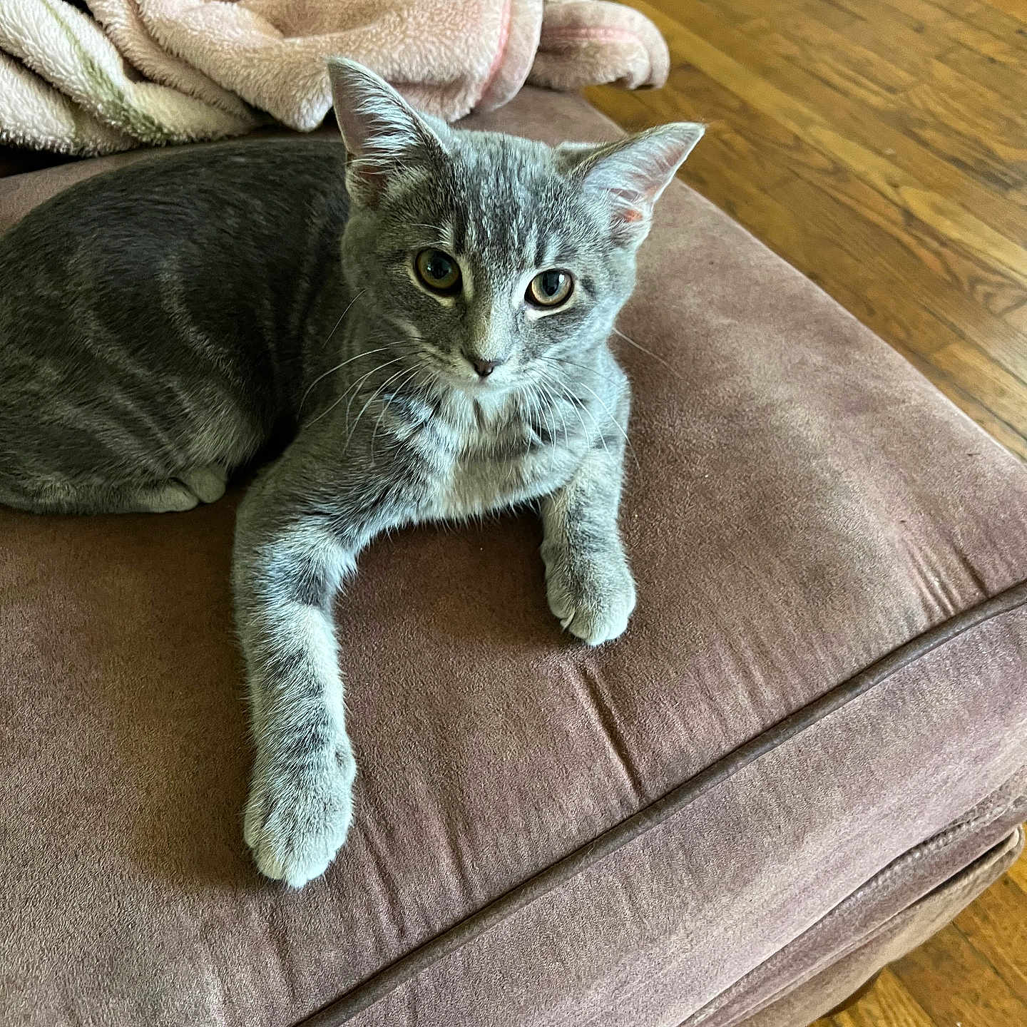 Gracie