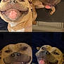 Bruce joined the competition — help win amazing prizes! dog, pet, smile, grin, funny_face, cute, collage, multiple_images, light_brown_fur, white_chest, playful, indoors, dark_background, close_up, canine, happy, teeth, tongue, expression, animal