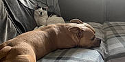 Bruce joined the competition — help win amazing prizes! dog, cat, couch, blanket, indoor, pet, resting, cozy, relaxed, furniture, window, curtains, light, animal, companion, domestic, sleepy, soft, home, calm