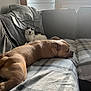 dog, cat, couch, blanket, indoor, pet, resting, cozy, relaxed, furniture, window, curtains, light, animal, companion, domestic, sleepy, soft, home, calm