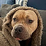 Bruce is registered to the contest to win money with this photo: dog, blanket, close_up, brown, fur, face, snout, nose, eyes, ears, living_room, couch, pillows, furniture, indoor, cozy, portrait, pet, animal, calm