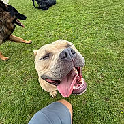 Bruce joined the competition — help win amazing prizes! dog, tongue_out, grass, outdoor, playful, happy, canine, pet, animal, person, shorts, field, nature, summer, daytime, group, muzzle, snout, panting, greenery