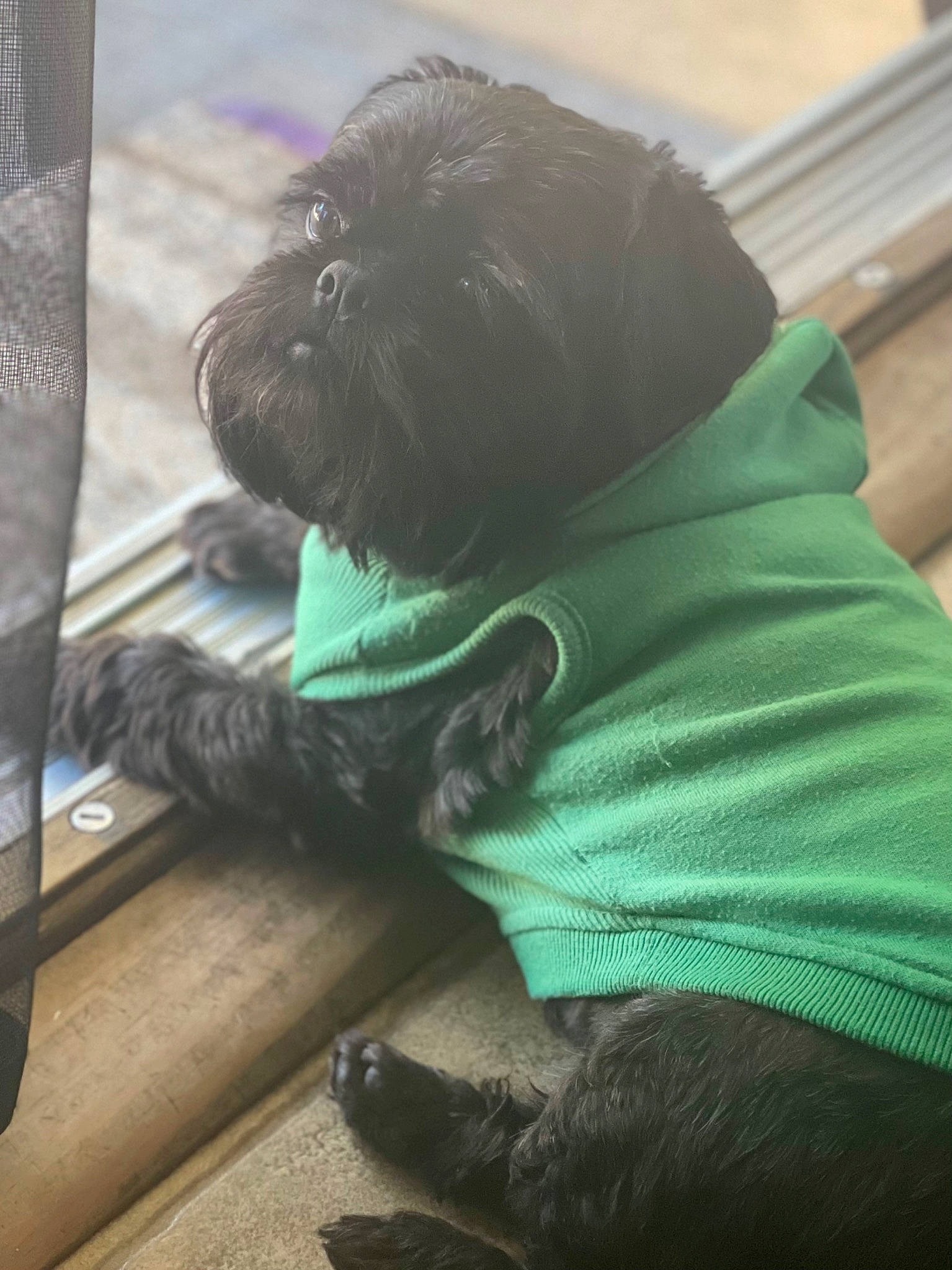 Loki joined the competition — help win amazing prizes! carnivore, comfort, companion_dog, dog, dog_breed, dog_supply, fawn, fur, liver, shih_tzu, sitting, sleeve, small_terrier, snout, sporting_group, tail, terrier, toy_dog, whiskers, wrinkle