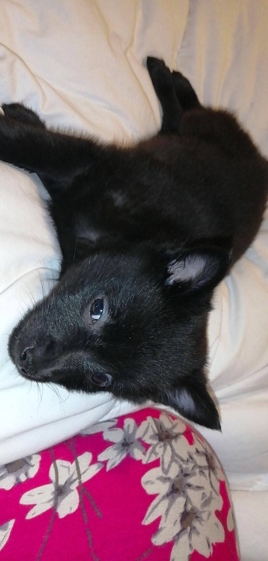 Pearl a rejoint le concours — aidez-le/la à gagner de superbes lots ! black_cat, borador, canidae, carnivore, claw, comfort, companion_dog, dog, dog_breed, felidae, foot, fur, non_sporting_group, paw, small_to_medium_sized_cats, sporting_group, tail, terrestrial_animal, whiskers, working_animal