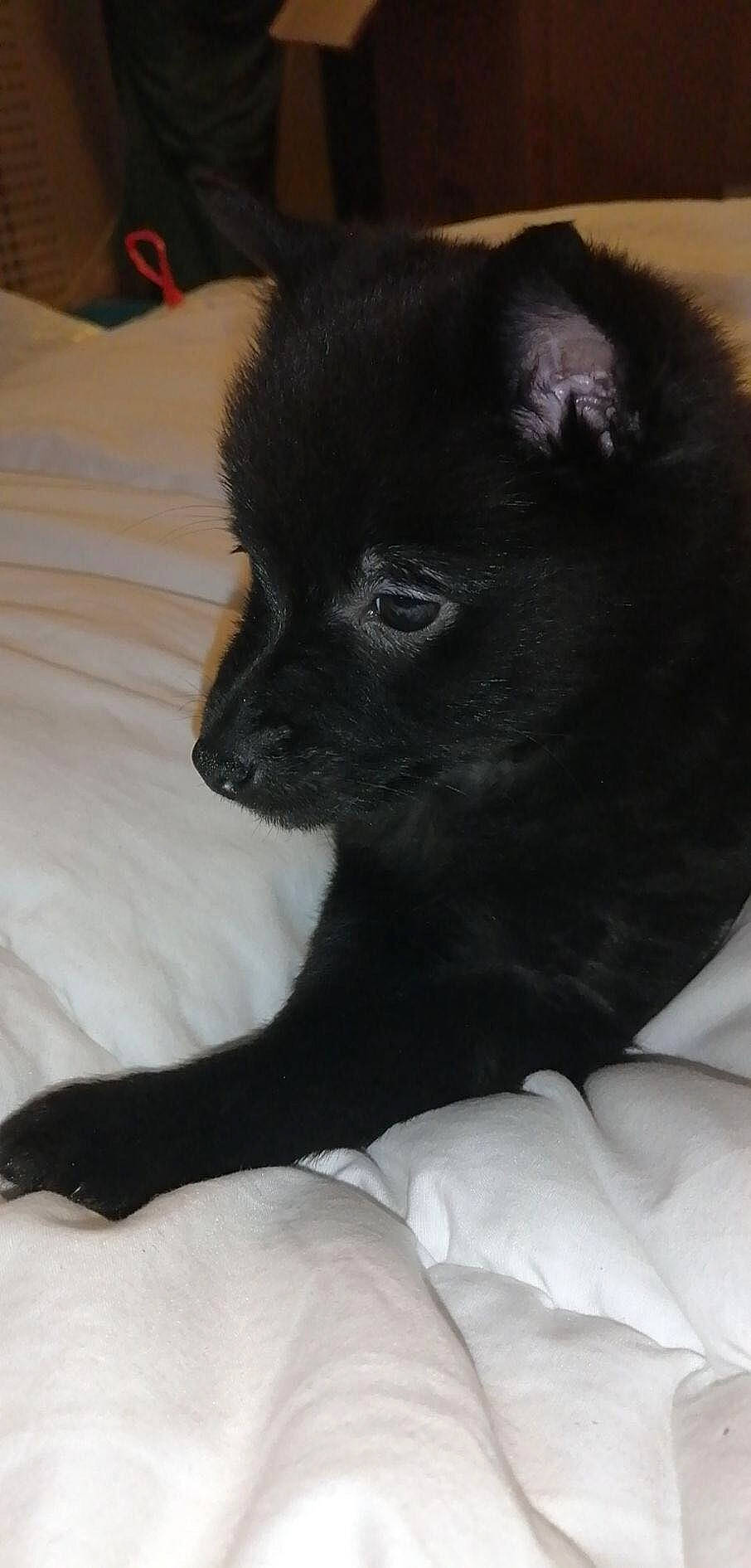 Pearl a rejoint le concours — aidez-le/la à gagner de superbes lots ! bombay, borador, canidae, carnivore, claw, comfort, companion_dog, dog, dog_breed, fawn, felidae, fur, non_sporting_group, snout, sporting_group, terrestrial_animal, whiskers, working_animal