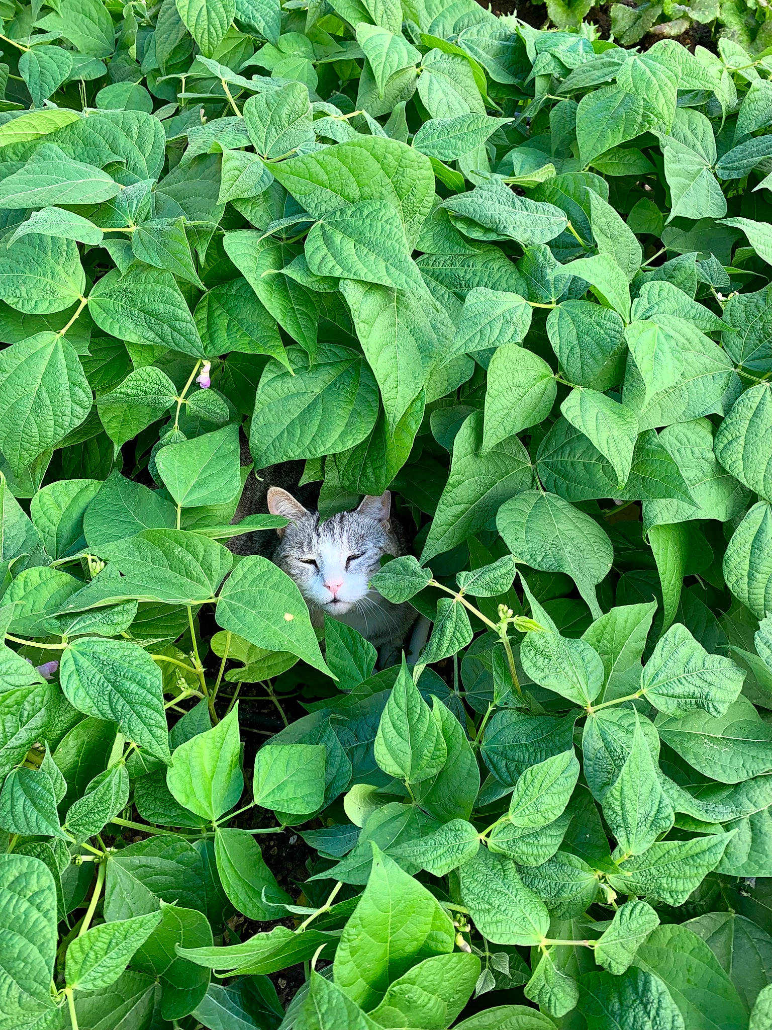 Frimousse participe au concours pour gagner de l'argent avec cette photo : annual_plant, botany, flower, flowering_plant, grass, groundcover, herb, herbaceous_plant, impatiens, insect, leaf, morning_glory_family, petal, plant, shrub, subshrub, terrestrial_plant