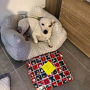 Suschi a rejoint le concours — aidez-le/la à gagner de superbes lots ! dog, pet_bed, white_dog, indoor, tile_floor, wrapped_present, christmas_wrapping, sticky_note, wooden_furniture, small_dog, relaxed, brown_spot, cushioned_bed, gift, holiday_theme, domestic, floor, corner, cozy, resting