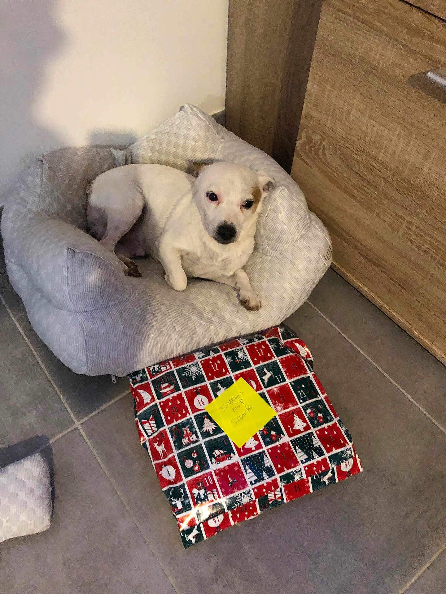 Suschi a rejoint le concours — aidez-le/la à gagner de superbes lots ! dog, pet_bed, white_dog, indoor, tile_floor, wrapped_present, christmas_wrapping, sticky_note, wooden_furniture, small_dog, relaxed, brown_spot, cushioned_bed, gift, holiday_theme, domestic, floor, corner, cozy, resting