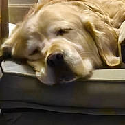 Nahitis a rejoint le concours — aidez-le/la à gagner de superbes lots ! dog, golden_retriever, sleeping, sleepy, lying_down, relaxed, floppy_ears, snout, nose, fur, golden_coat, pet, animal, cushion, couch, indoors, home, resting, close_up, funny