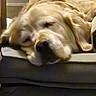 dog, golden_retriever, sleeping, sleepy, lying_down, relaxed, floppy_ears, snout, nose, fur, golden_coat, pet, animal, cushion, couch, indoors, home, resting, close_up, funny