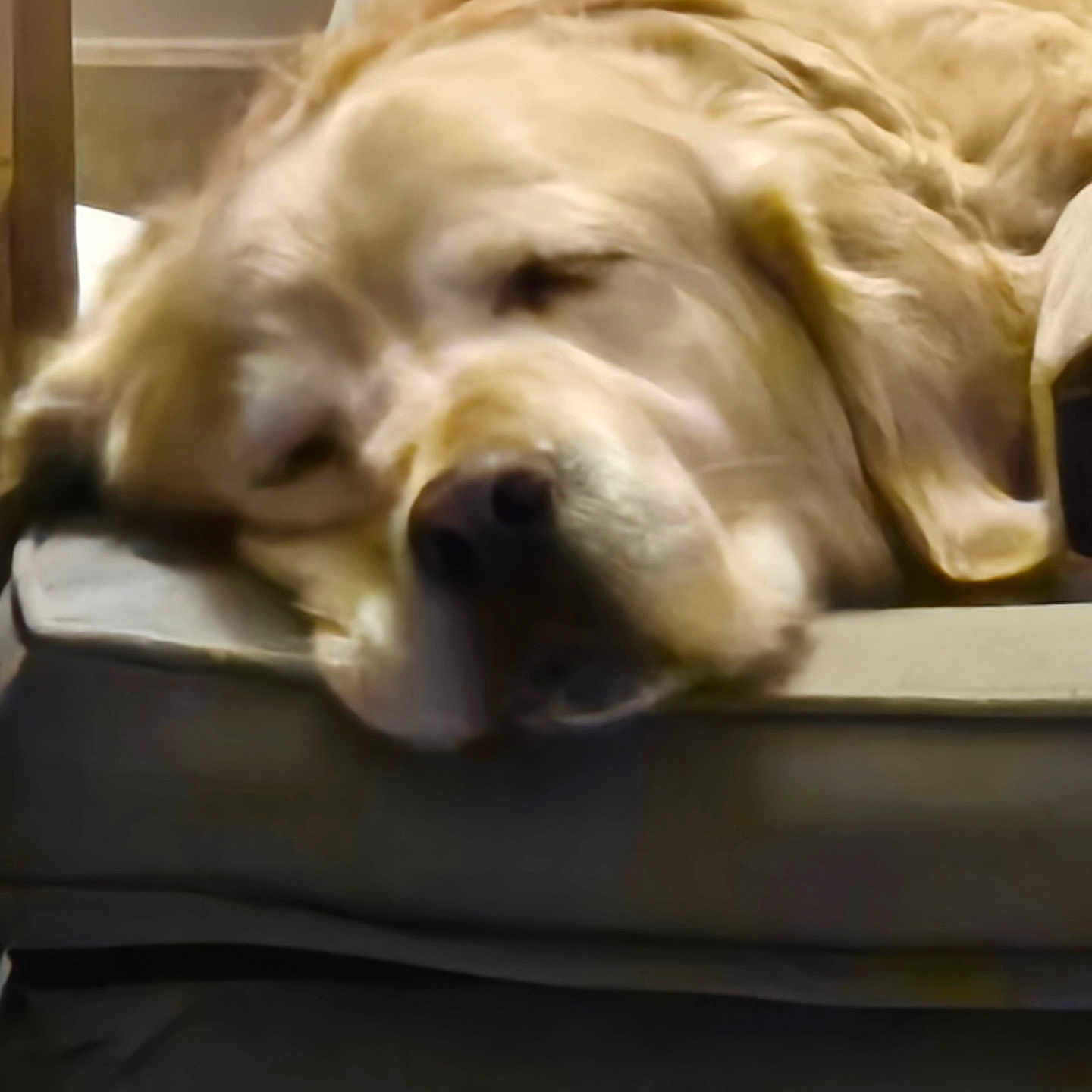 Nahitis a rejoint le concours — aidez-le/la à gagner de superbes lots ! dog, golden_retriever, sleeping, sleepy, lying_down, relaxed, floppy_ears, snout, nose, fur, golden_coat, pet, animal, cushion, couch, indoors, home, resting, close_up, funny