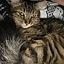 cat, tabby_cat, feline, pet, animal, fur, whiskers, ears, tail, sleeping_area, blanket, pattern, closeup, indoor, resting, cute, calm, domestic_animal, mammal, portrait