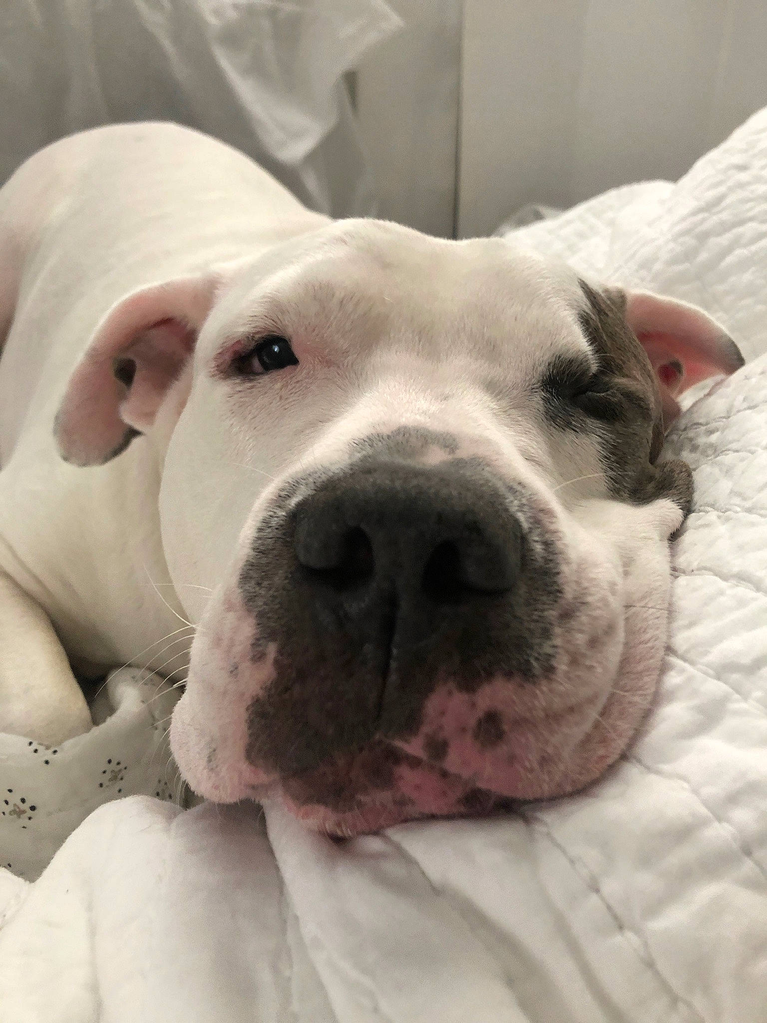 Kira joined the competition — help win amazing prizes! american_bulldog, australian_bulldog, bulldog, canidae, carnivore, cordoba_fighting_dog, dog, dog_breed, dogo_argentino, dogo_guatemalteco, mammal, non_sporting_group, nose, old_english_bulldog, rare_breed_dog, skin, snout, valley_bulldog, vertebrate, white_english_bulldog
