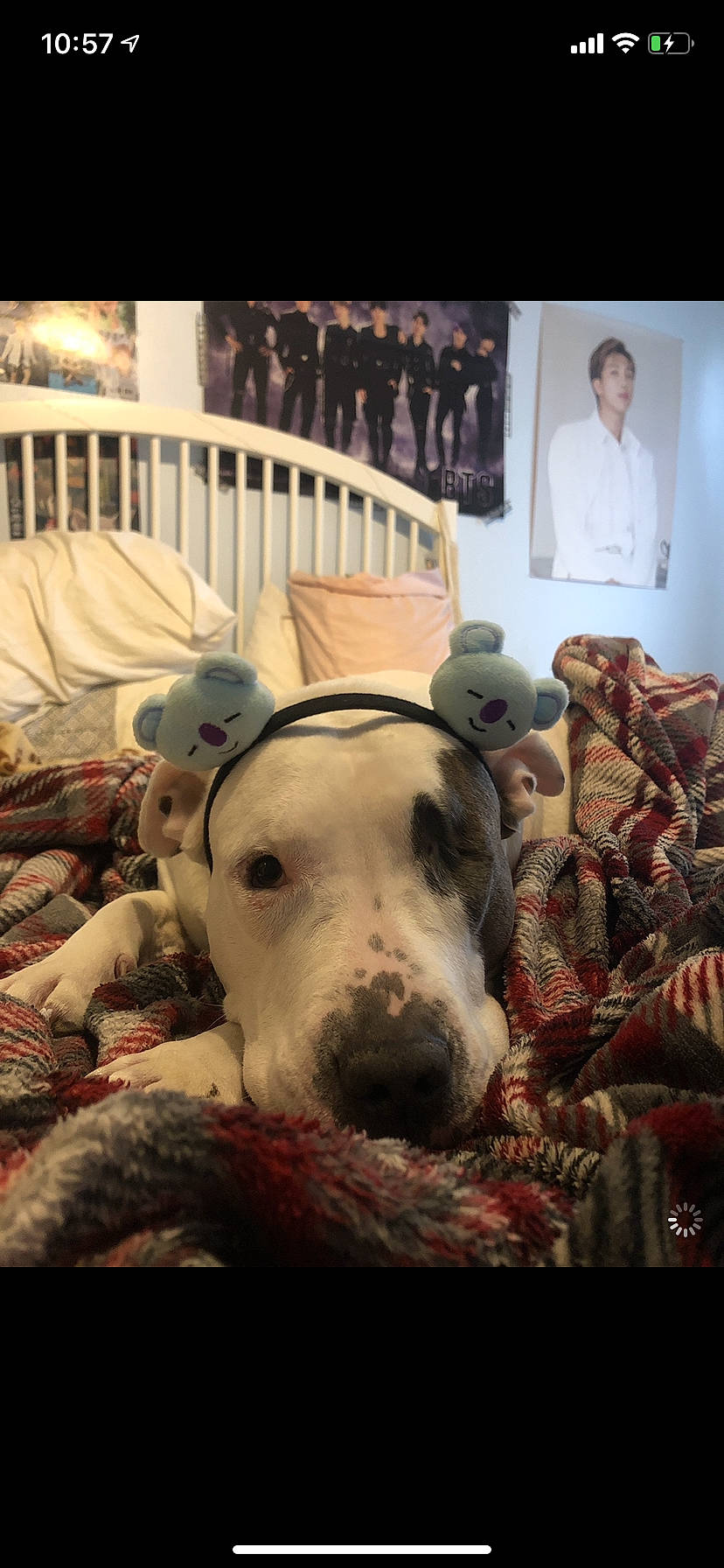 Kira joined the competition — help win amazing prizes! american_pit_bull_terrier, bully_kutta, canidae, carnivore, dog, dog_breed, dogo_argentino, great_dane, guard_dog, mammal, non_sporting_group, pit_bull, snout