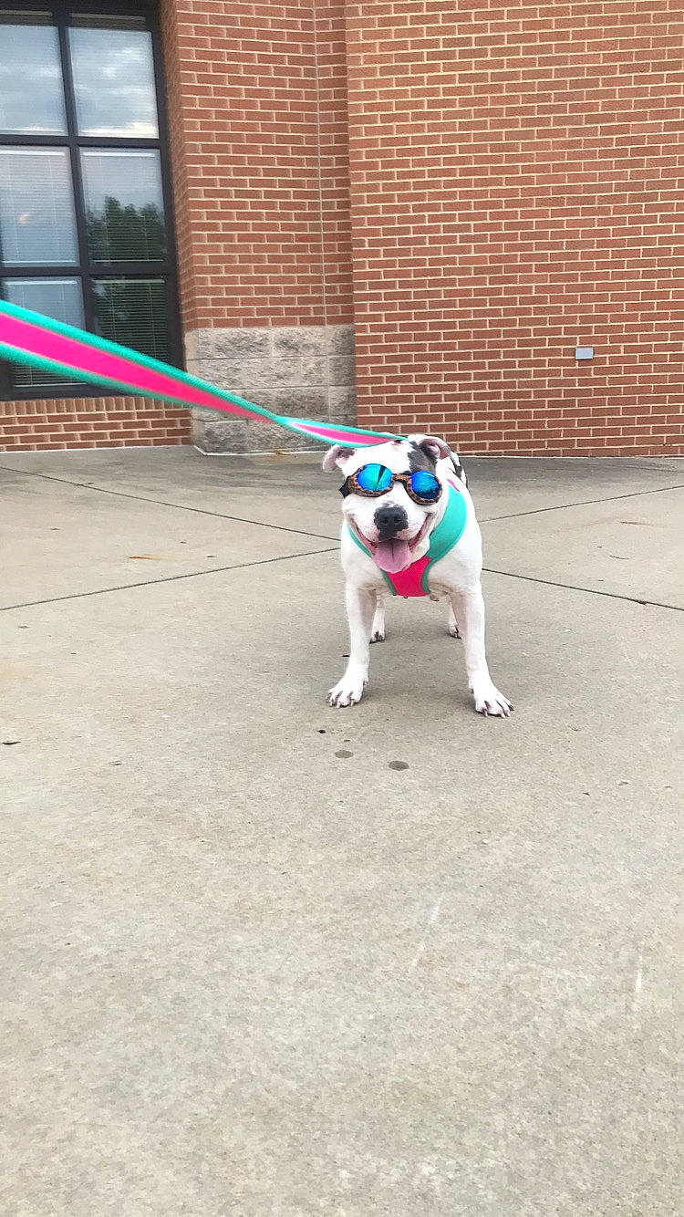 Kira joined the competition — help win amazing prizes! american_bulldog, american_pit_bull_terrier, boston_terrier, canidae, carnivore, collar, companion_dog, dog, dog_breed, dog_collar, fashion_accessory, fawn, leash, mammal, non_sporting_group, pit_bull, pug, sporting_group, tail