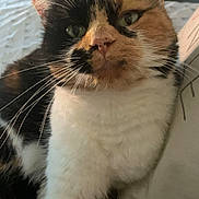 Kitty a rejoint le concours — aidez-le/la à gagner de superbes lots ! cat, calico_cat, pet, feline, indoor, bed, bedding, whiskers, fur, cute, animal, relaxed, resting, close_up, domestic_animal, household, cozy, soft_light, curious, portrait