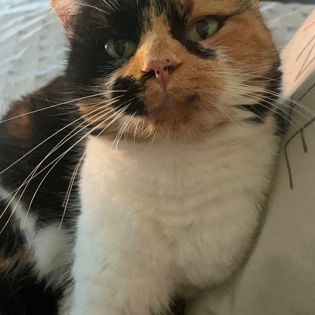 Kitty a rejoint le concours — aidez-le/la à gagner de superbes lots ! cat, calico_cat, pet, feline, indoor, bed, bedding, whiskers, fur, cute, animal, relaxed, resting, close_up, domestic_animal, household, cozy, soft_light, curious, portrait