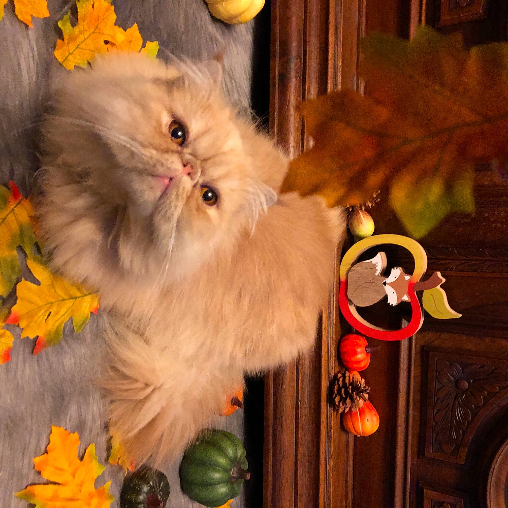 Phantom a rejoint le concours — aidez-le/la à gagner de superbes lots ! art, british_longhair, carnivore, cat, event, fawn, felidae, fur, holiday, orange, paw, persian, plant, ragdoll, small_to_medium_sized_cats, snout, tail, whiskers, wood, yellow