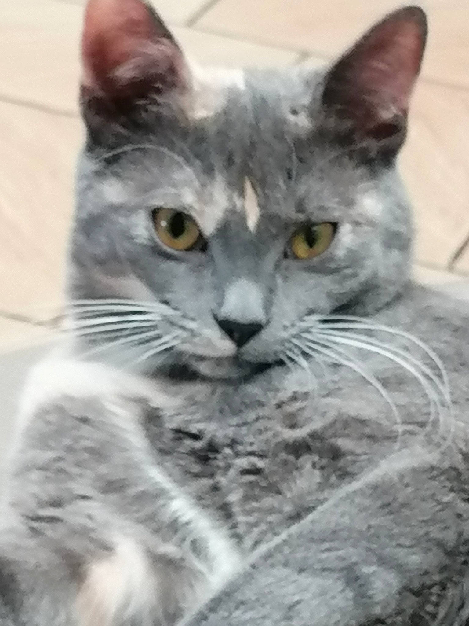 Chipette a rejoint le concours — aidez-le/la à gagner de superbes lots ! american_shorthair, american_wirehair, asian, australian_mist, british_shorthair, carnivore, cat, chartreux, domestic_short_haired_cat, egyptian_mau, european_shorthair, felidae, kitten, mammal, nebelung, small_to_medium_sized_cats, snout, tabby_cat, vertebrate, whiskers