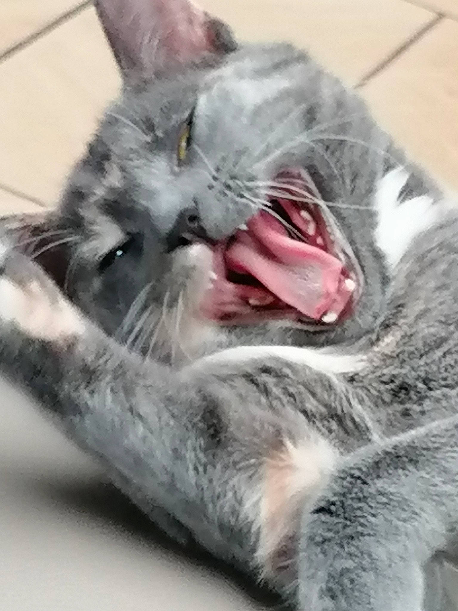 Chipette participe au concours pour gagner de l'argent avec cette photo : asian, carnivore, cat, domestic_short_haired_cat, dragon_li, european_shorthair, facial_expression, felidae, kitten, mammal, mouth, nap, nebelung, oriental_longhair, pixie_bob, small_to_medium_sized_cats, snout, tabby_cat, whiskers, yawn