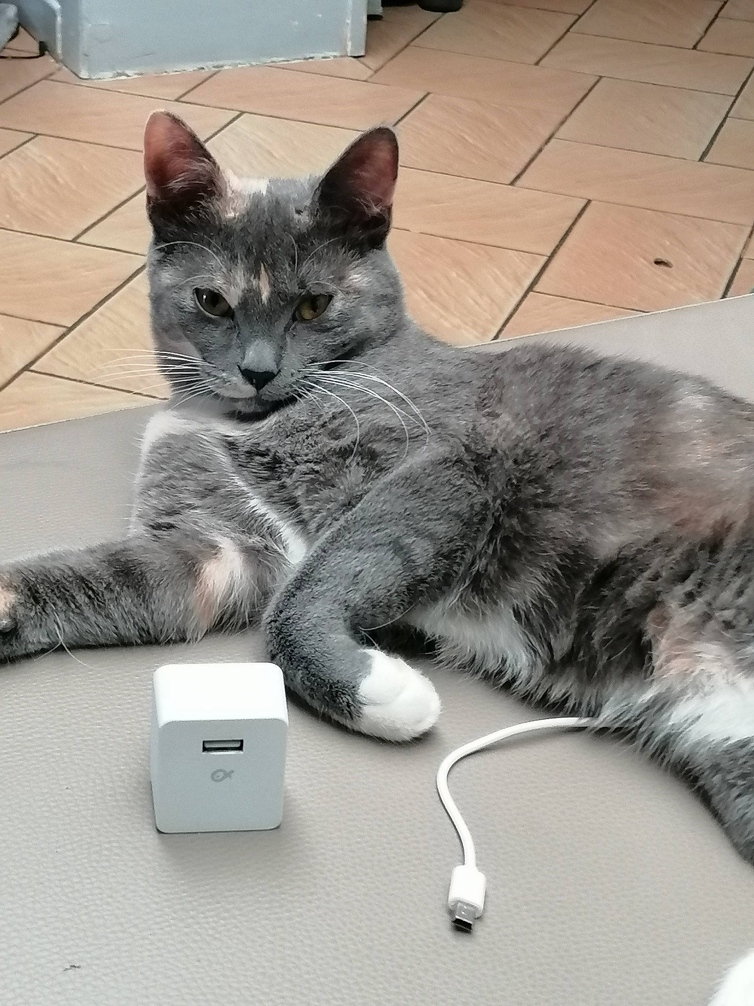 Chipette participe au concours pour gagner de l'argent avec cette photo : aegean_cat, american_shorthair, asian, carnivore, cat, chartreux, domestic_short_haired_cat, egyptian_mau, european_shorthair, felidae, fur, kitten, mammal, nebelung, polydactyl_cat, russian_blue, small_to_medium_sized_cats, tabby_cat, whiskers